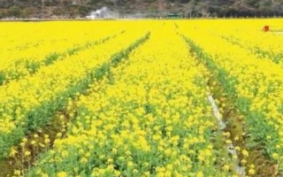 油菜農(nóng)歷什么時(shí)候播種，四月份或九月份播種