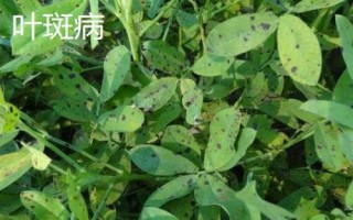 花生中后期常見的四種病害及防治方法，不同病害的防治方法不同