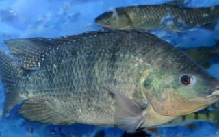 福壽魚是哪種魚，就是羅非魚