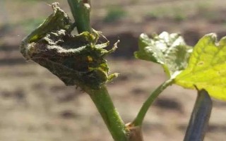新疆葡萄發(fā)生凍害的原因，以低溫、積雪少、冬灌不足等因素為主
