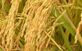 炫兩優(yōu)3006水稻種簡介，一般4月下旬至5月中旬播種