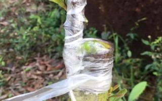 品質(zhì)較好的楊梅樹苗品種，荸薺楊梅為我國著名良種
