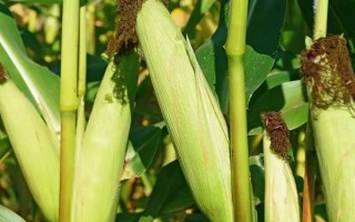 什么品種的玉米種子好，常見的有偉科702、華農(nóng)866等