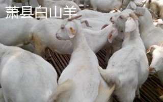 安徽省當(dāng)涂縣的特產(chǎn)，當(dāng)涂醬菜遠(yuǎn)近聞名