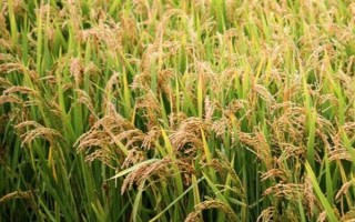 荃優(yōu)071水稻種子特點(diǎn)，每畝有效穗數(shù)16.7萬(wàn)穗