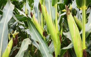 渝糯18玉米種子介紹，畝植密度3200-3500株