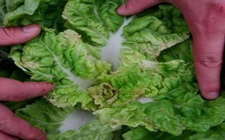 冬季蔬菜缺鈣如何防治，不宜一次用肥過多
