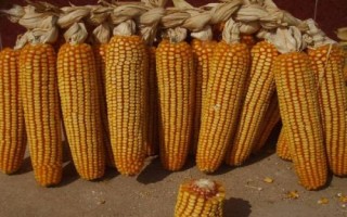 豐墾154玉米種子特征特性，注意防治大斑病