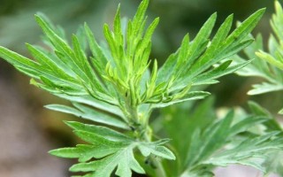 艾草的形態(tài)特征，葉片大多為卵形