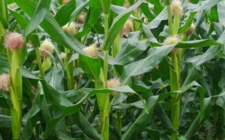 聯(lián)達(dá)F085玉米種子介紹，放赤眼蜂防治玉米螟蟲