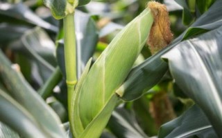 德單180玉米種子特點，6月上旬至6月中下旬播種