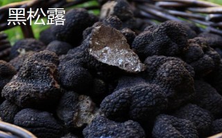 黑松露是什么，是一種生長(zhǎng)于地下的野生食用真菌