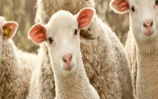 羊毛的種類(lèi)，不同種類(lèi)用途不同