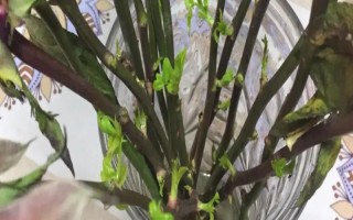 水插玫瑰枝條如何生根，用多菌靈浸泡消毒、涂抹生根粉之后再水培