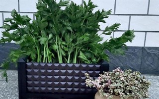 用塑料盆種菜有沒(méi)有毒，蔬菜的根系無(wú)法吸收其中的有毒物質(zhì)