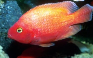 鸚鵡魚眼睛發(fā)紅的原因，可能是水質(zhì)水溫或基因變異等