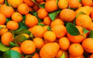 廣西橘子的品種，常見的有沃柑、夏橙、砂糖橘等