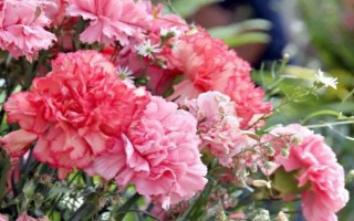 康乃馨的花語，寓意感恩、感謝、尊敬等