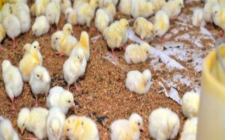 小雞的飼養(yǎng)要點，根據(jù)當(dāng)前日齡調(diào)整溫度