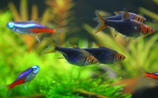 紅綠燈魚多大可以繁殖，養(yǎng)8-10個月便可繁殖