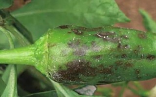 辣椒細(xì)菌斑點(diǎn)病，主要為害葉片