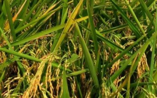 茂香優(yōu)2165水稻種簡介，一般6月中旬左右播種