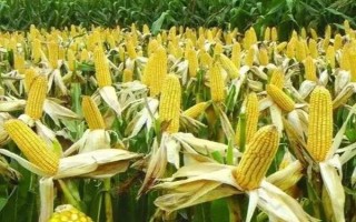 粵甜16號玉米種子簡介，秋植全生育期75~78天