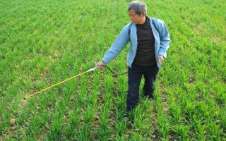 磷肥如何使用利用率高，根據(jù)土壤條件合理分配和施用