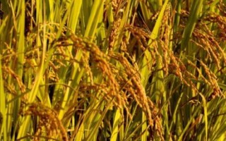金禾粳優(yōu)1702水稻種子簡(jiǎn)介，全生育期為132.7天