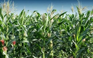 宣會7號（試驗名稱：宏玉8號）玉米種子簡介，每畝保苗4000株