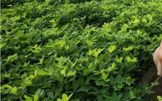春花生幾月份收獲，南方地區(qū)一般在7-8月收獲