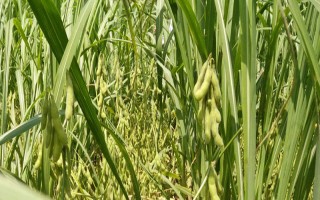 鄆豆6號大豆種子簡介，適宜播期為6月上中旬