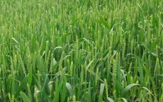 昌麥28小麥品種簡(jiǎn)介，全生育期182天左右