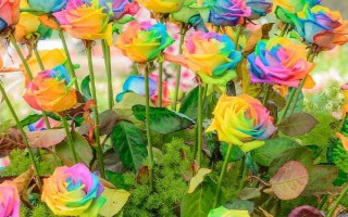 彩虹玫瑰的花語，花語為浪漫、夢幻、幸福等