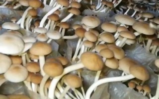 茶樹菇如何種植才能高產(chǎn)，接種時(shí)要確保環(huán)境無(wú)菌