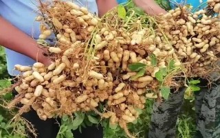花生品種308的產(chǎn)量，白沙308可達(dá)到800-1000斤左右