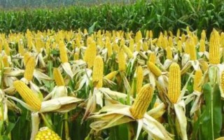 沃普2131玉米品種簡介，適宜播種期4月下旬到5月上旬