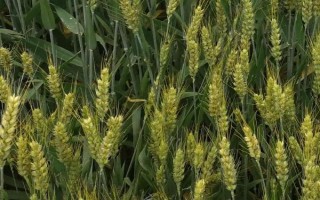豫教6號(hào)小麥種子簡(jiǎn)介，中抗條銹病