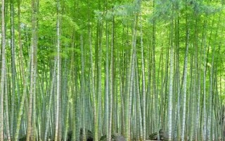 冬天室外凍不死的綠植有哪些，常見的有牡丹、梅花、鐵線蓮等