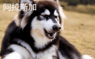 阿拉斯加和哈士奇的區(qū)別有哪些，體型、瞳孔顏色均不同