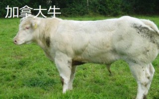 10種最貴的牛，包括日本和牛、安格斯牛、夏洛萊牛等品種