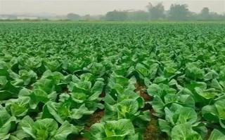種植包菜的成本與利潤，一畝地需投入2000元左右