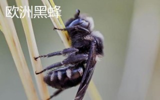 什么是黑蜂，廣義上是指身體呈黑色的蜜蜂