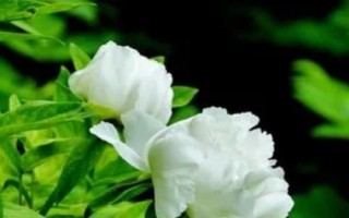 白牡丹的養(yǎng)殖方法，栽種后無需灌水