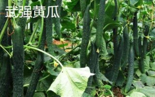 中國(guó)黃瓜之鄉(xiāng)在哪里，指的是山東曲堤鎮(zhèn)