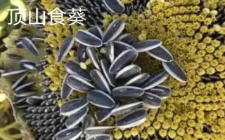 新疆阿克蘇地區(qū)有哪些特色水果，常見的有庫車小白杏、阿克蘇蘋果等