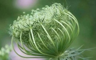 承包土地種哪些作物能賺錢，當(dāng)前種植沙棘、越桔等果樹(shù)很有市場(chǎng)前景