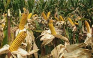 A985玉米種子簡介，密度4000株/畝左右