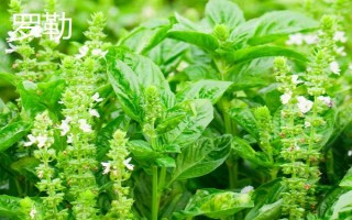 河南荊芥在幾月份種植，可以在春季4月份種植