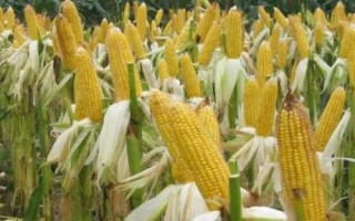 雅玉3482玉米品種簡介，每畝種植密度4000株左右